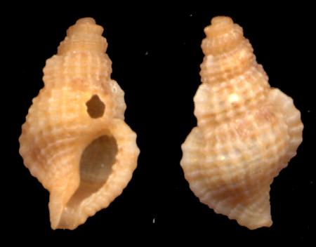 colubraria sp.